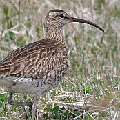 Whimbrel  "Numenius phaeopus"